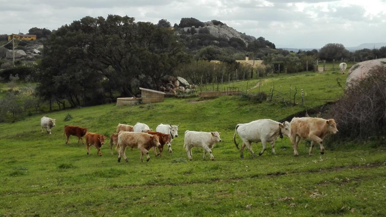 Agriturismo Monte Pino Telti Eksteriør bilde